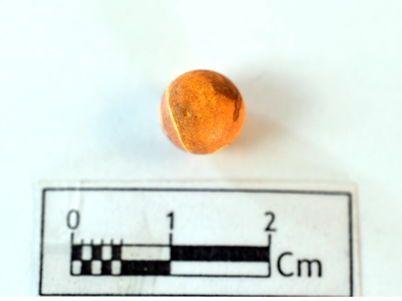 Carnelian Bead — Maritime Archaeology Museum හි ඇති කෞතුක භාණ්ඩයකි